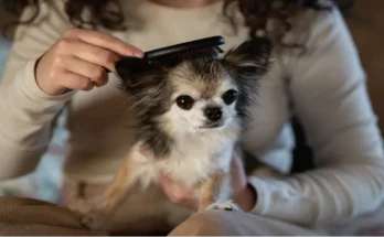 Best Clipper Blades For Poodles