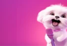 Are Pink Poodles Real