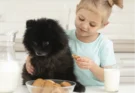 Best Poodle Puppy Treats