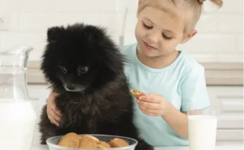 Best Poodle Puppy Treats