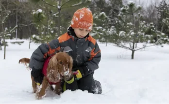 Do Poodles Like Snow